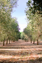 Olive tree