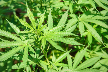 Marijuana plant