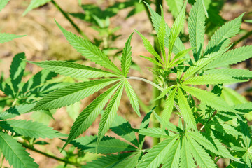 Marijuana plant