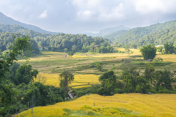 Obraz premium rice fields terrace on mountain