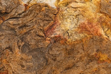 skin wood texture and small plant