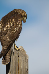 Closeup of a first-year Red-tailed Hawk in southern Colorado