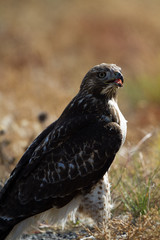 First-year Red-tailed Hawk has just eaten a meal on a Colorado roadside