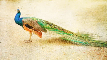 Papier Peint photo Lavable Paon Beautiful peacock with drawn filter effect and vintage colors