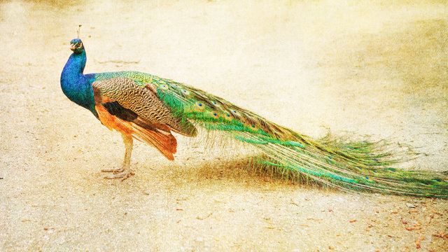 Beautiful peacock with drawn filter effect and vintage colors