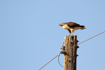 Fototapeta premium Red-tailed Hawk atop a utility pole in southern Colorado