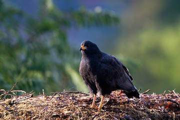 Common Black Hawk on the banks of Oak Creek in Sedona, Arizona