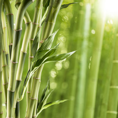 Fototapeta na wymiar Fresh Bamboo