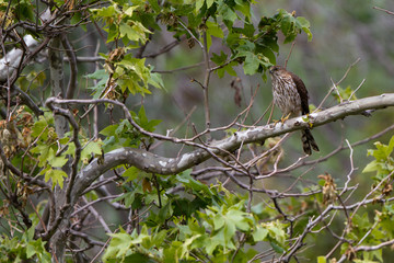 Juvenile Northern Goshawk in Leo Carrillo State Park near Malibu, California