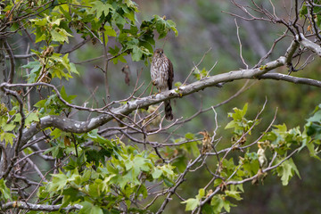 Juvenile Northern Goshawk in Leo Carrillo State Park near Malibu, California