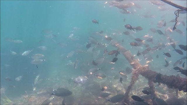 ławica ryb morskich