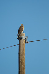 Swainson's Hawk in the San Luis Valley of southern Colorado