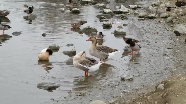 Geese and other birds in water