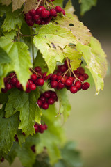 Guelder-rose (viburnum, snowball tree)