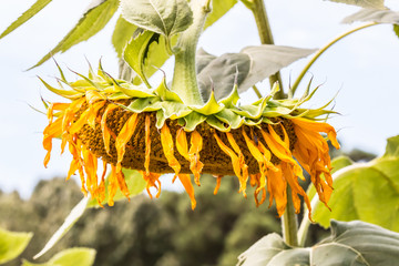 Naklejka premium Dying and Wilted Sunflower Plant