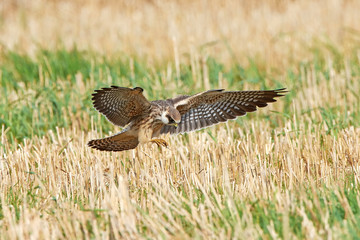 Red-footed falcon (Falco vespertinus)