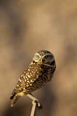 Tiny Burrowing Owl in warm evening light in southern California