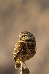 Tiny Burrowing Owl in warm evening light in California