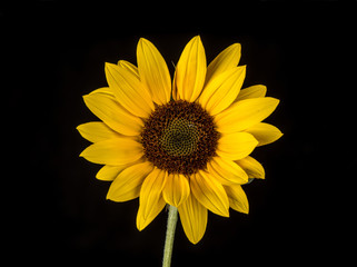 Fototapeta premium Ornament Sunflower. Sunflower isolated on white background.