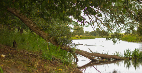 Упавшее дерево на берегу реки.