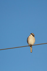Northern Shrike, a predatory songbird, against blue sky in New Mexico