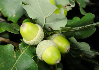 Eicheln am Baum, Spätsommer