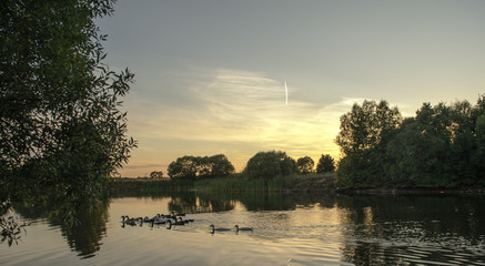 Утки на озере.