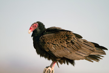 Turkey Vulture or Buzzard close-up profile at dawn in southern Arizona