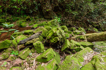 Stone with moss