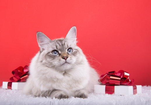 Beautiful purebred cat with Christmas gifts. New year. Christmas animals