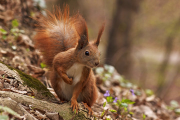 close up of squirrel in forest
