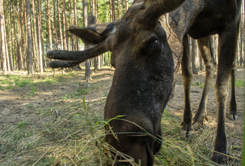 Лось в заповеднике ест траву.