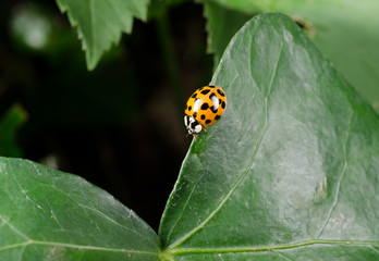 asiatischer Marienkäfer orange
