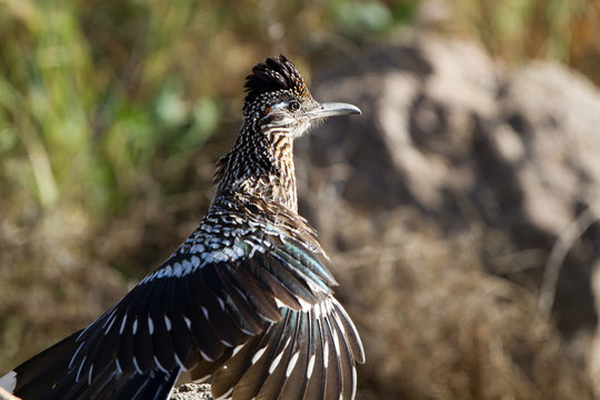 Greater Roadrunner spreads his wings in southern California in spring