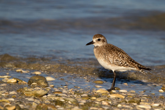Plover at dawn on Florida's Gulf Coast in spring