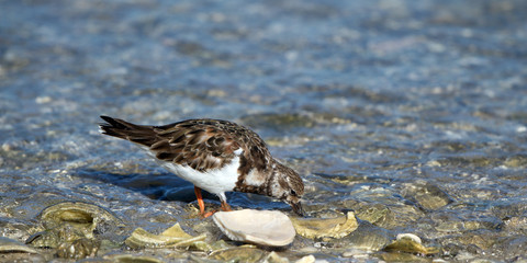 Ruddy Turnstone hunts a meal on Florida's Gulf Coast