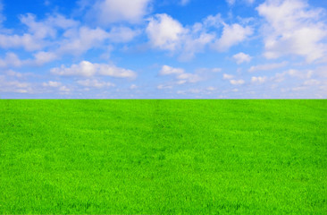 Green field grass blue sky sun daylight