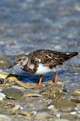Ruddy Turnstone hunts a meal on Florida's Gulf Coast