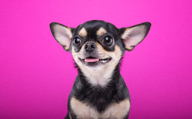 Beautiful chihuahua dog. Animal portrait. Stylish photo. Pink background. Collection of funny animals - obrazy, fototapety, plakaty