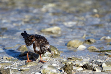 Ruddy Turnstone has caught a meal on Florida's Gulf Coast