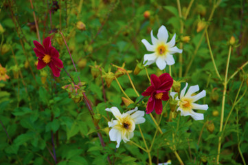 Obraz premium Начало осени