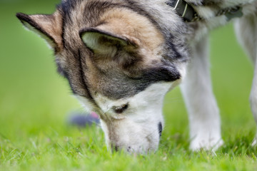 Purebred Alaskan Malamute dog outdoors in nature