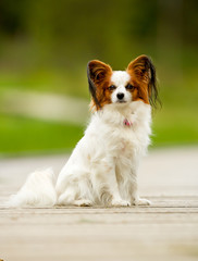 Papillon Dog