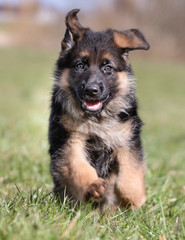 Happy German Shepherd Puppy