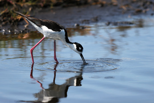 Black-necked Stilt hunts a meal in a coastal Florida marsh, with reflections