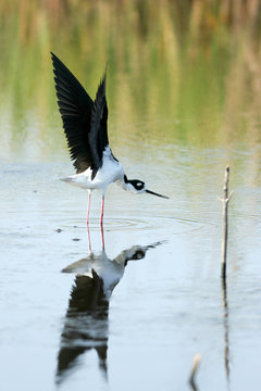 Black-necked Stilt stretches his wings in a coastal Florida marsh, with full reflection
