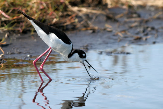Black-necked Stilt catches a meal in a coastal Florida marsh, with reflections
