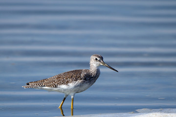 Greater Yellowlegs fishes in blue water at Quivira National Wildlife Refuge in Kansas