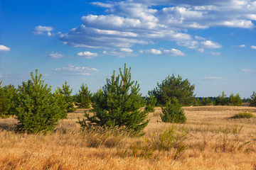 Obraz premium hot sandy desert scene