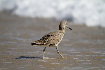 Sandpiper in the surf in spring at Laguna Beach, California